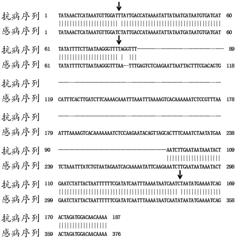 Molecular markers tightly linked to broad-spectrum resistance to tomato scab and uses thereof