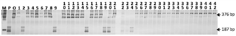 Molecular markers tightly linked to broad-spectrum resistance to tomato scab and uses thereof