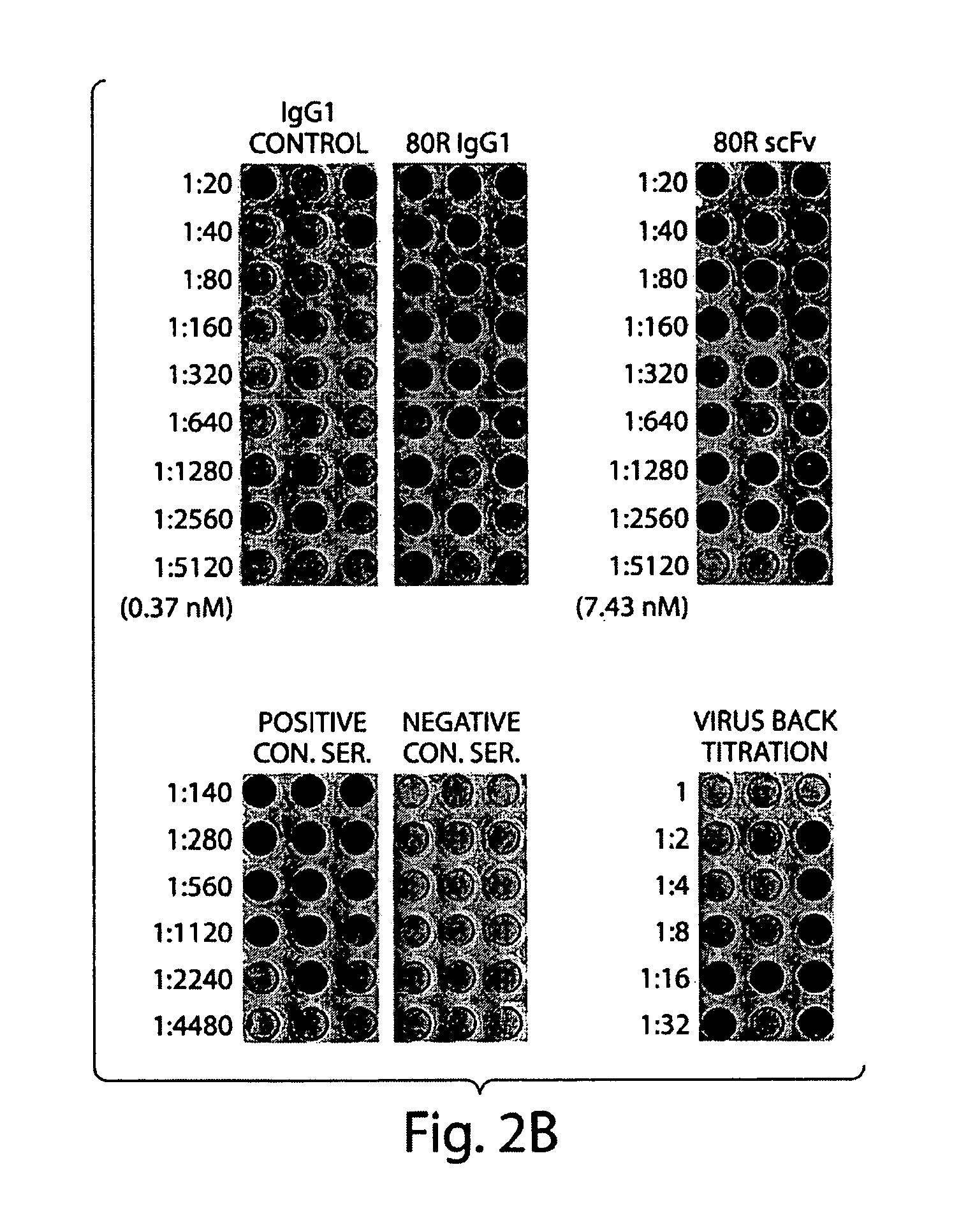 Antibodies against SARS-CoV and methods of use thereof
