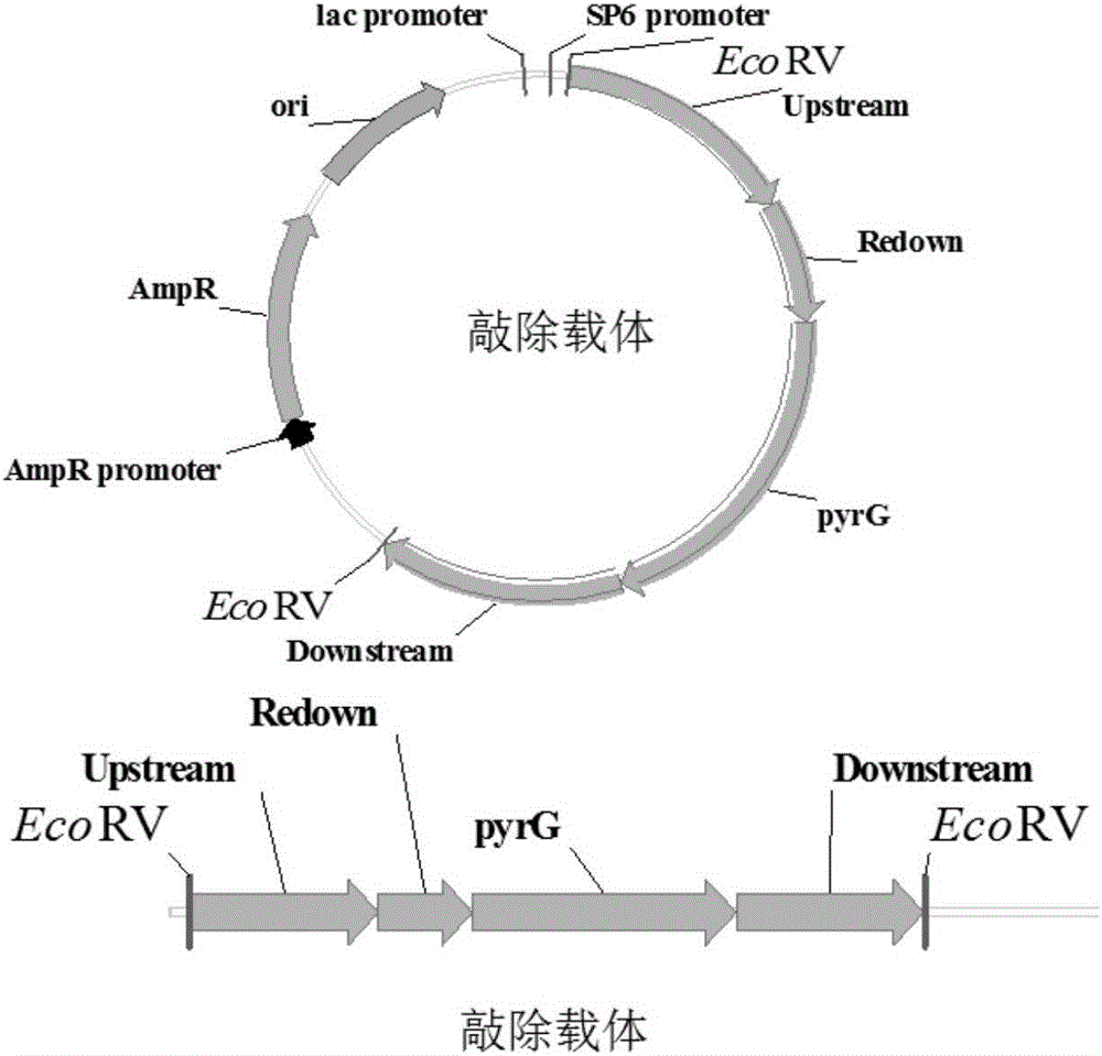 Saccharifying enzyme high-yield strain gene knockout recombinant bacteria with low trans-glycoside enzyme background as well as construction method and application thereof