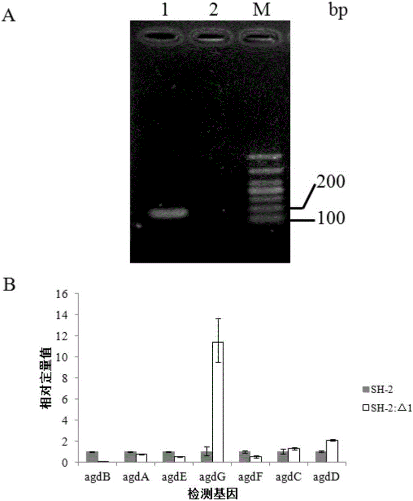 Saccharifying enzyme high-yield strain gene knockout recombinant bacteria with low trans-glycoside enzyme background as well as construction method and application thereof