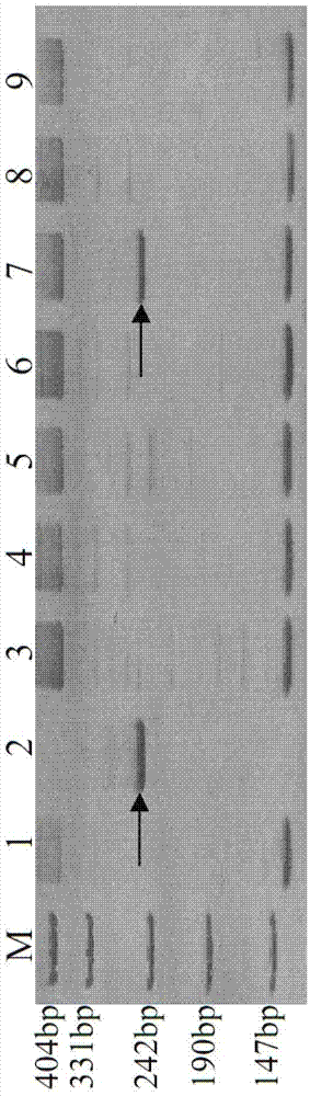 Secale cereale EST (expressed sequence tag) sequence based specific molecular markers of secale cereale 1R and 6R chromosomes and application thereof