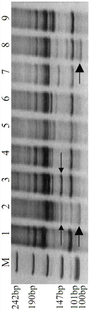 Secale cereale EST (expressed sequence tag) sequence based specific molecular markers of secale cereale 1R and 6R chromosomes and application thereof