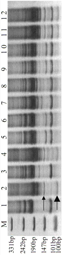 Secale cereale EST (expressed sequence tag) sequence based specific molecular markers of secale cereale 1R and 6R chromosomes and application thereof