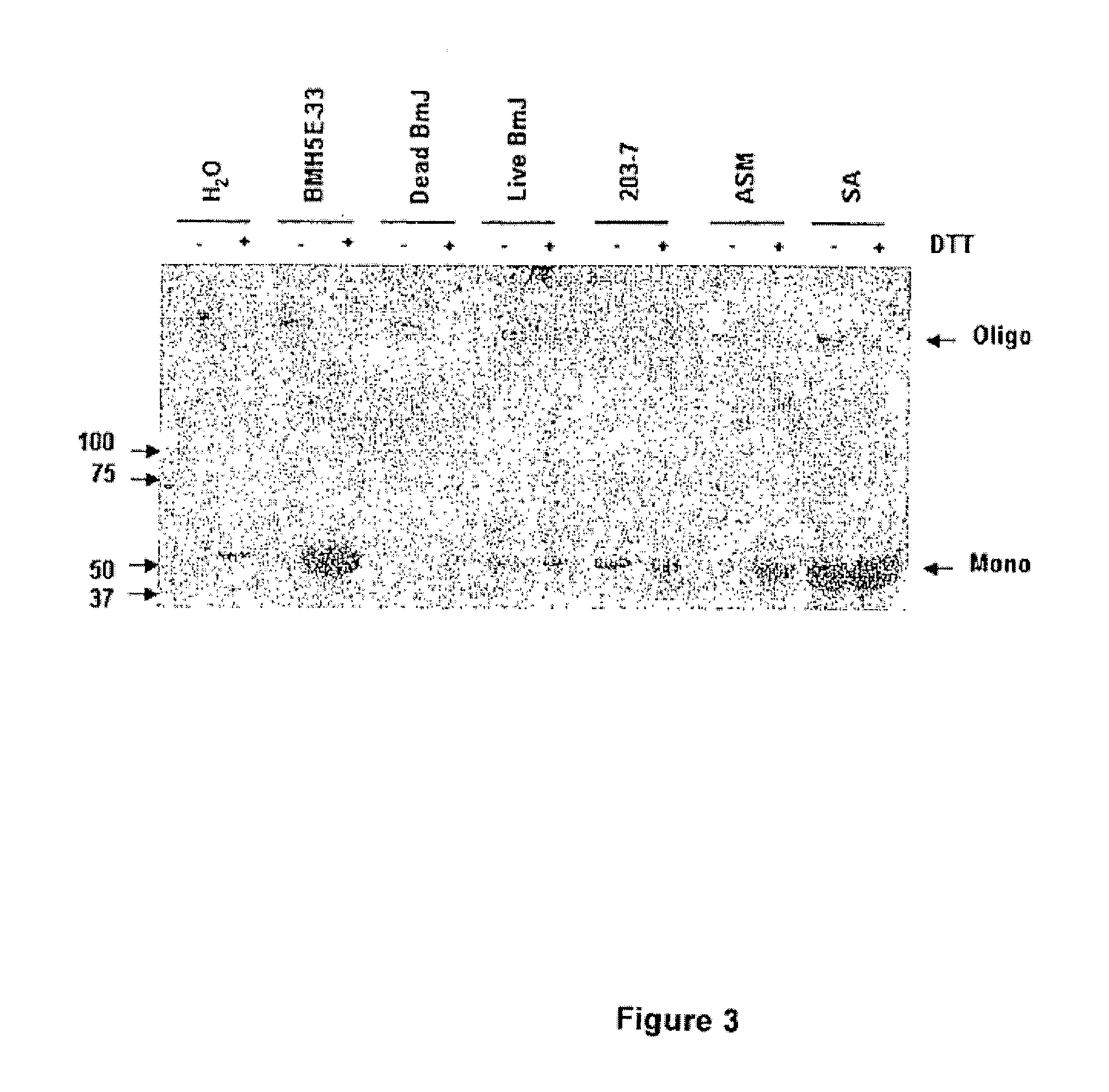 Bacillus isolates and methods of their use to protect against plant pathogens and virus transmission