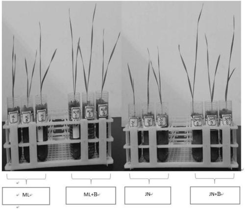 Multi-heavy-metal-resistant strain for producing indoleacetic acid and application of multi-heavy-metal-resistant strain