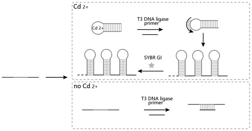 Cadmium ion detection method based on T3 DNA ligase