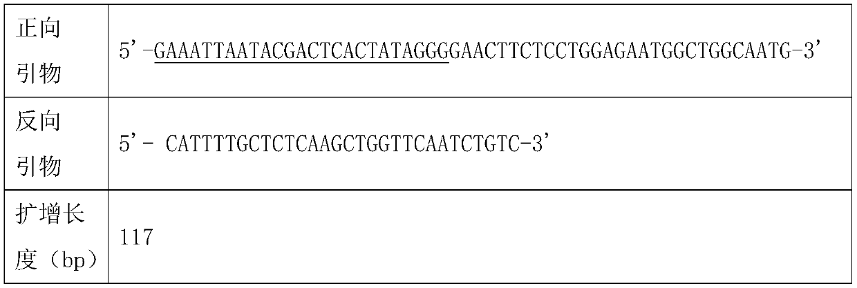 Combination of primers and CRISPR sequence for detecting novel coronavirus gene, and application thereof