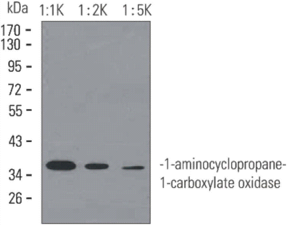 Monoclonal antibody of 1-aminocyclopropane-1-carboxylate oxidase and application thereof