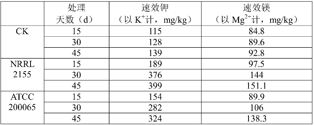 Application of thermophilic bacteria in fertility improvement and potassium fertilizer and magnesium fertilizer content increase