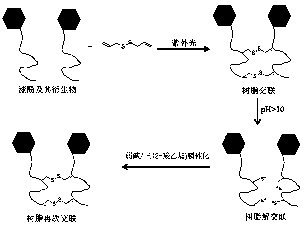 A kind of controllable and reversible crosslinking urushiol resin and preparation method thereof