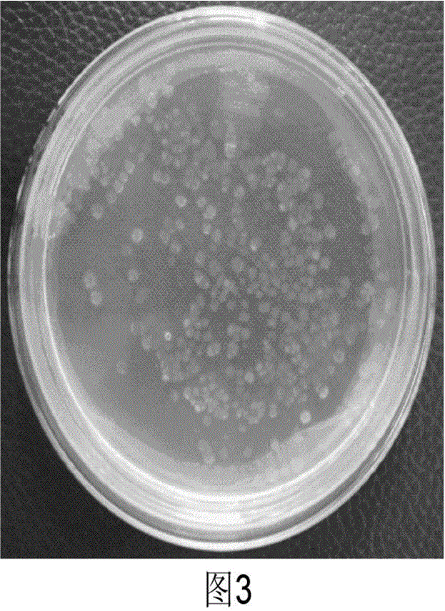 Electroporation conversion method for breeding high-temperature pleuratus ferulae