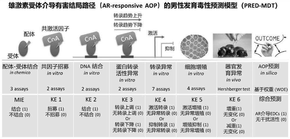 Human developmental toxicity prediction method based on action mode