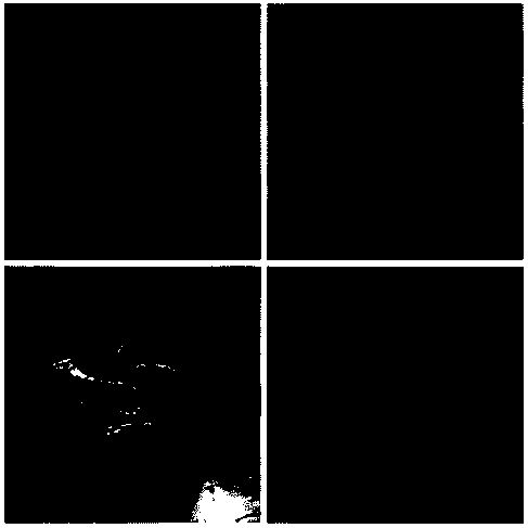 Method for culturing triplophysa yarkandensis parents