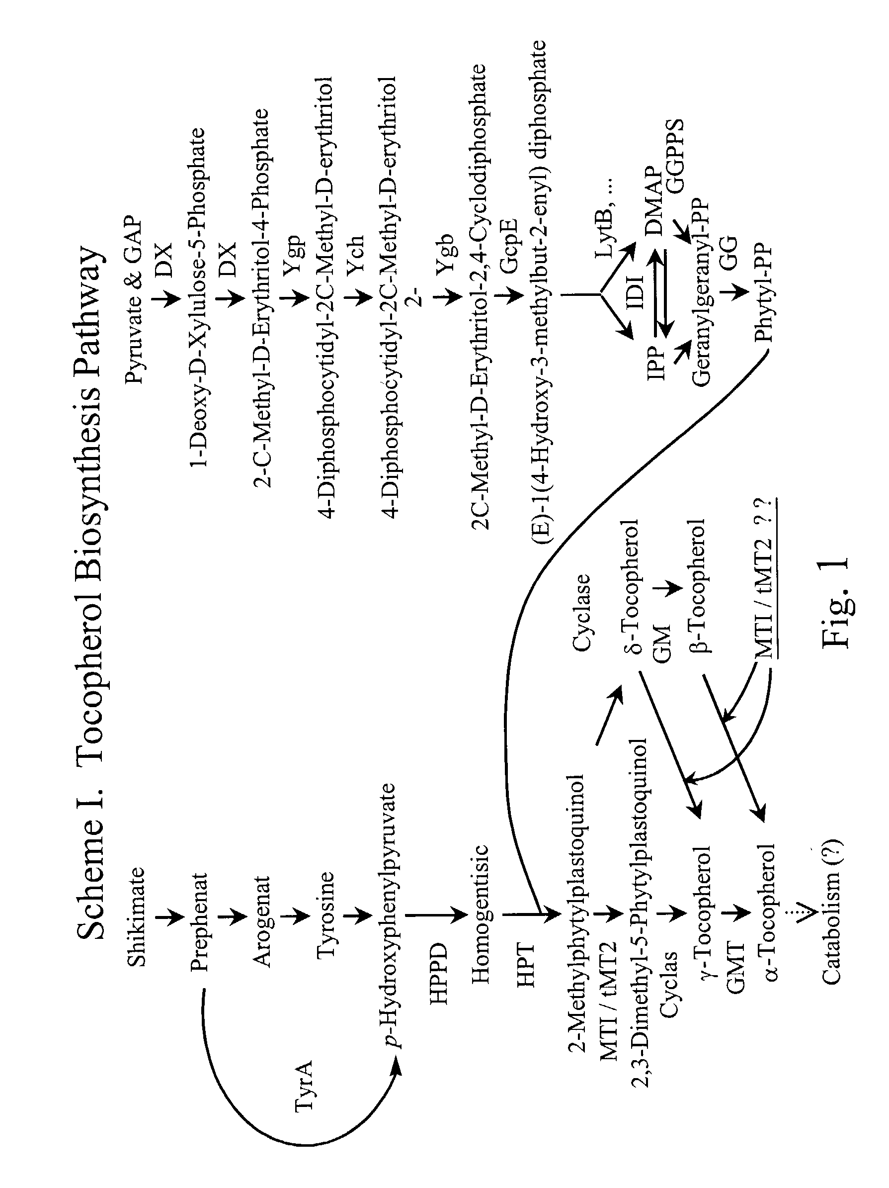 Tocopherol methyltransferase tMT2 and uses thereof