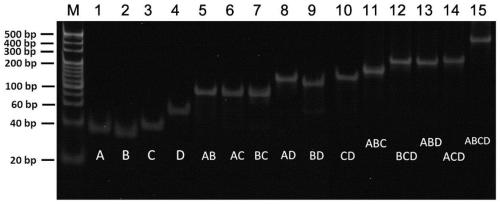 Liquid-phase surface-enhanced Raman spectroscopy sensor, its preparation method and its use for nucleic acid detection