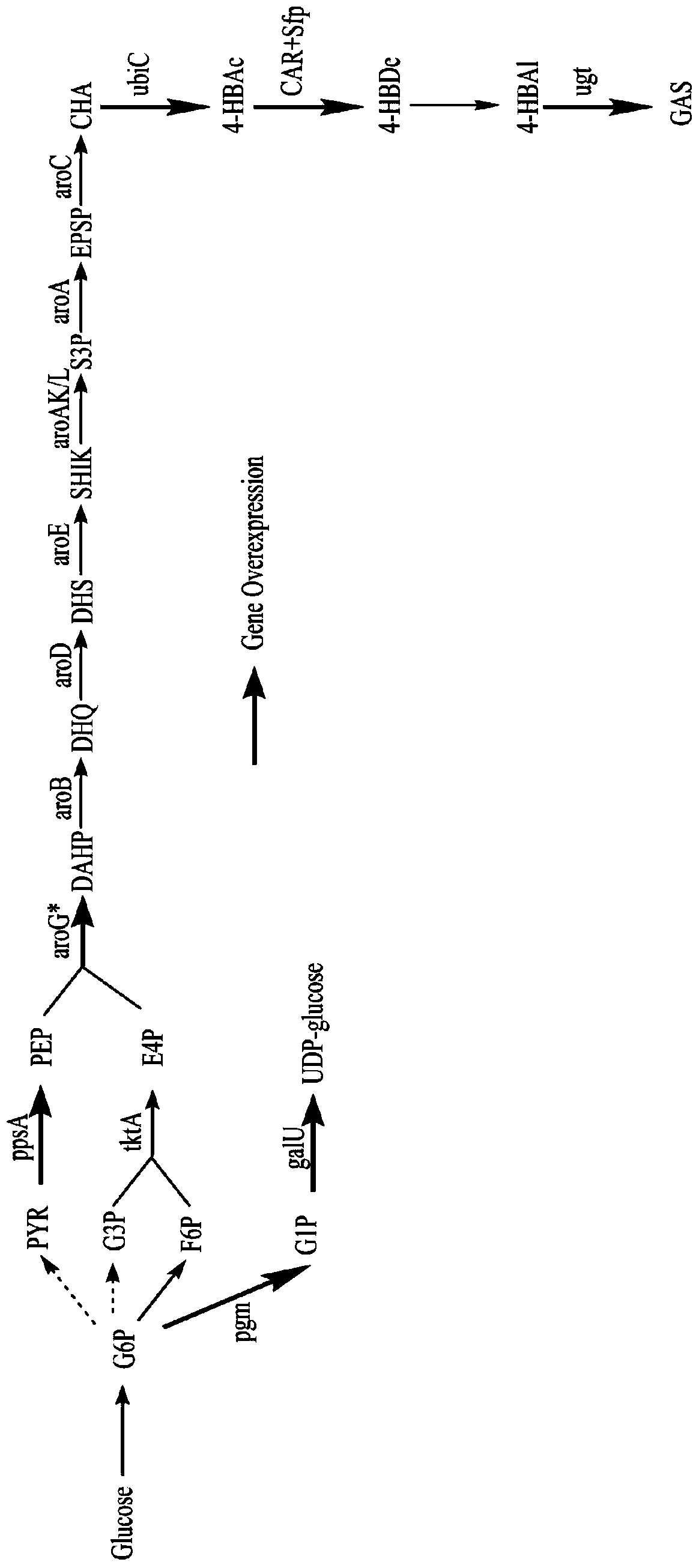 Recombinant Escherichia coli for producing p-hydroxybenzyl alcohol or gastrodin by using glucose and its application