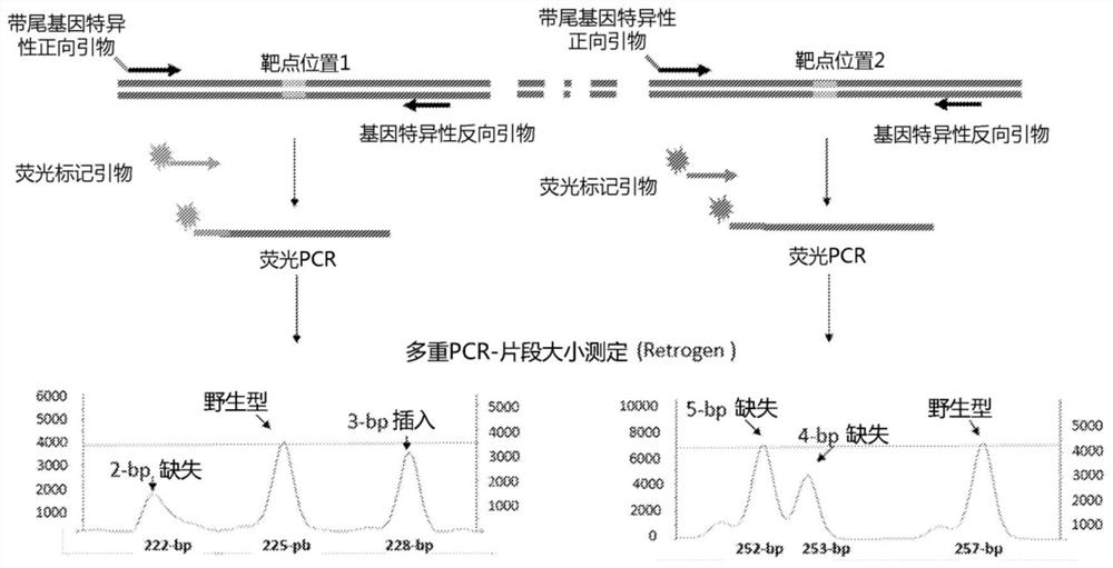 A method of generating sterile and monosex progeny