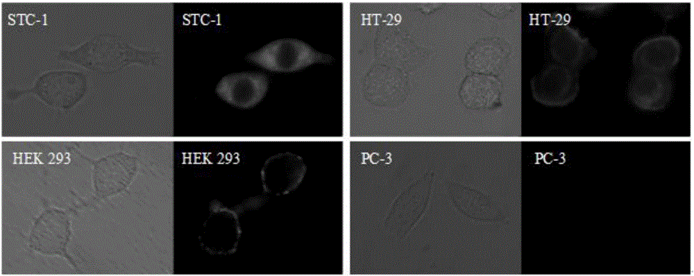 GPR120 (G-protein Coupled Receptor 120) small-molecule fluorescent probe and application of GPR120 small-molecule fluorescent probe