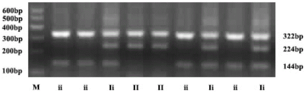 Breeding method of a blue-shank recessive white-feathered chicken strain