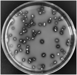 A strain of Lactobacillus plantarum gbw-lp001 with high lactic acid production and its alternative antibacterial agent and application