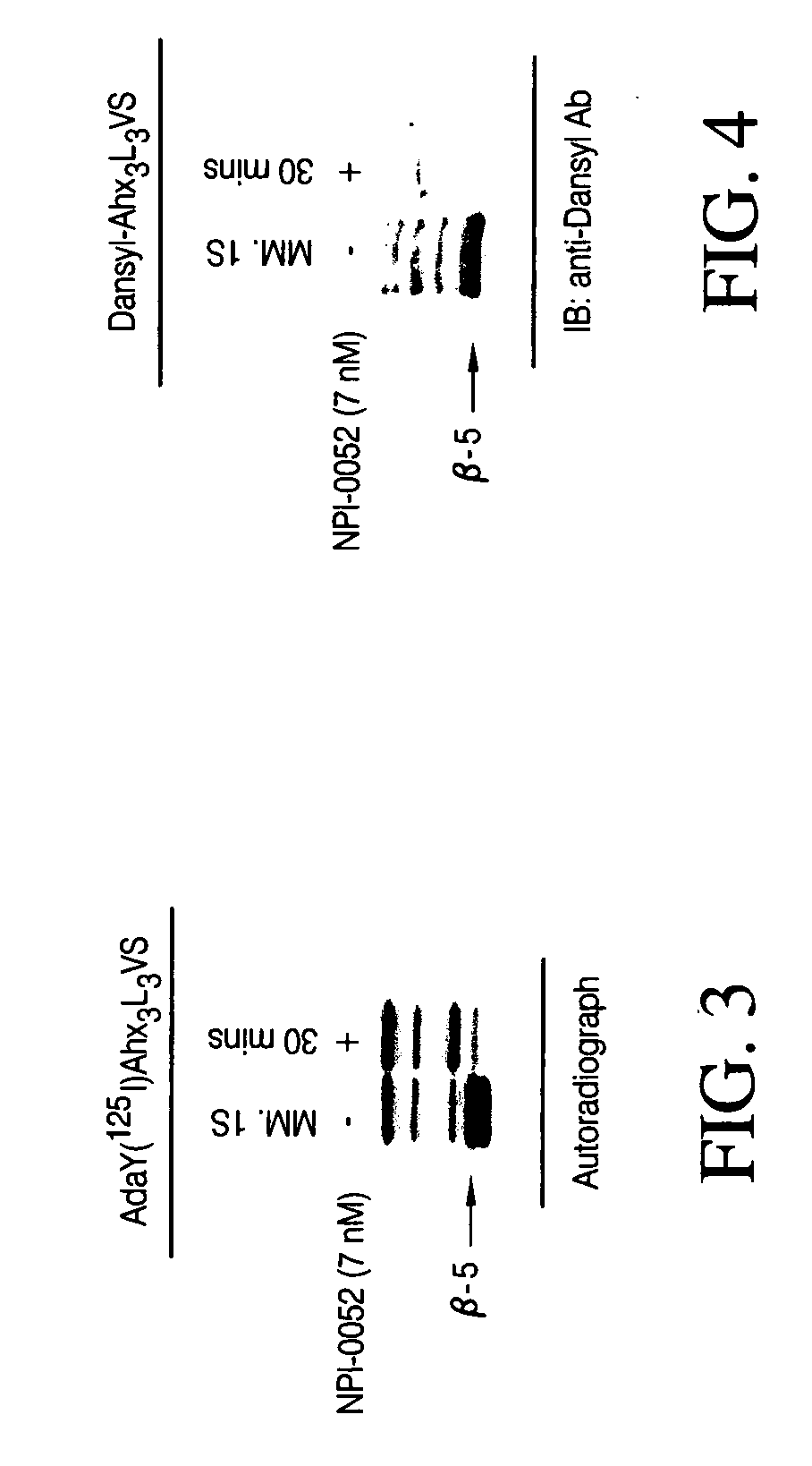 Compositions and methods for treating neoplastic diseases