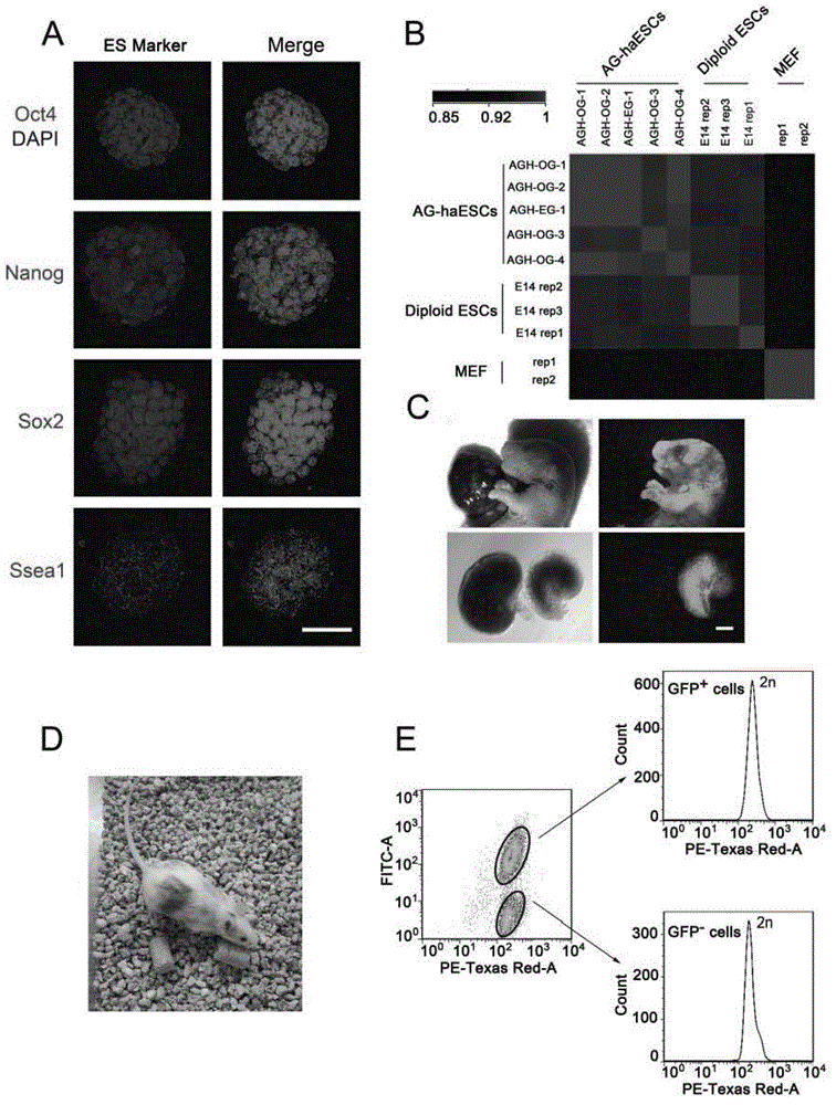 Orphan and haploid stem cell line and its preparation method and application