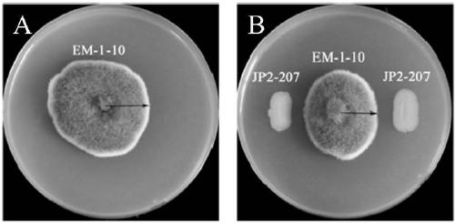 Pseudomonas mosselii and application thereof