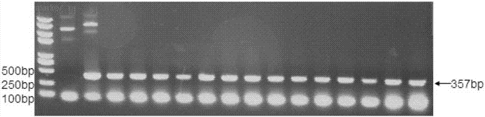 PD-1 targeted polypeptide and application thereof