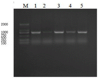 Tomato spotted wilf virus molecule standard sample and preparation method thereof