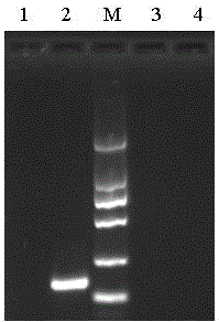 Tomato spotted wilf virus molecule standard sample and preparation method thereof