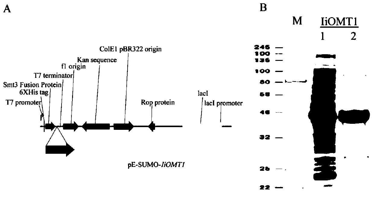 Plant flavone methyltransferase protein as well as encoding gene and application thereof