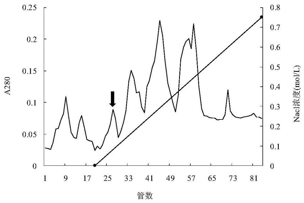 A kind of rice blast fungus elicitor mo65 and its purification method