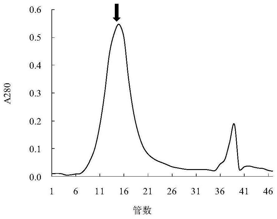 A kind of rice blast fungus elicitor mo65 and its purification method