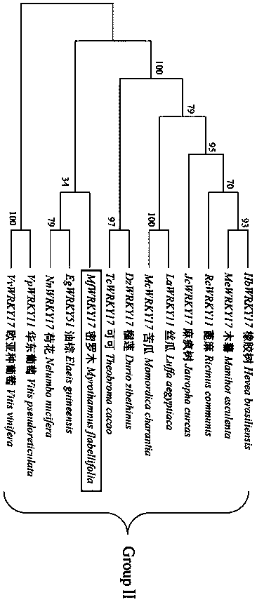 A myrothamnus flabellifolia gene MfWRKY17 and application thereof