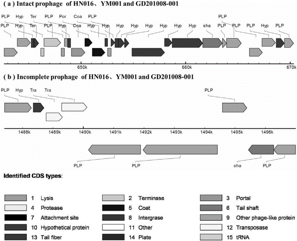 Streptococcus agalactiae attenuated strain YM001 genome sequence feature and use thereof
