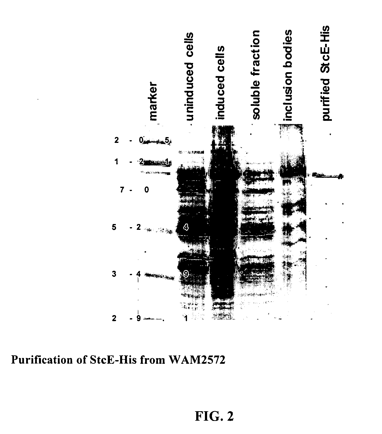 Method of reducing the viscosity of mucus