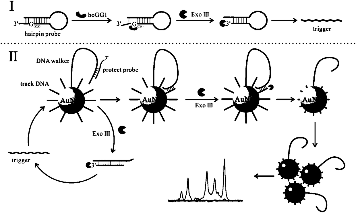 Biosensor for detecting hOGG1 activity and use thereof