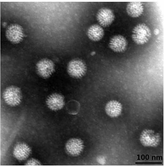 Human rotavirus-A seed strain ZTR-68, and isolation, culture and identification thereof