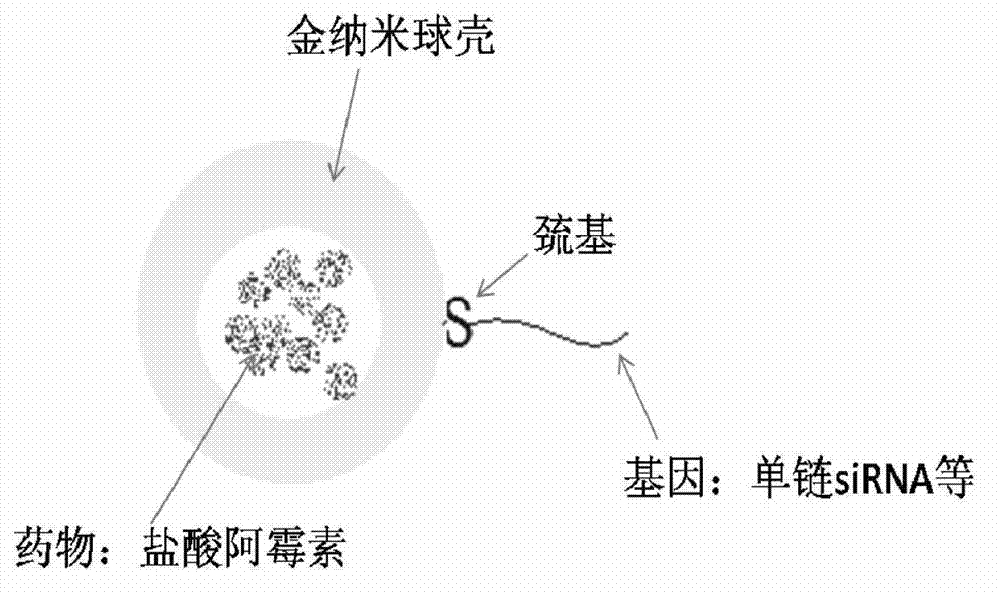 Gene drug co-carrier system using cation liposome to establish gold nano-spherical shell and preparation method