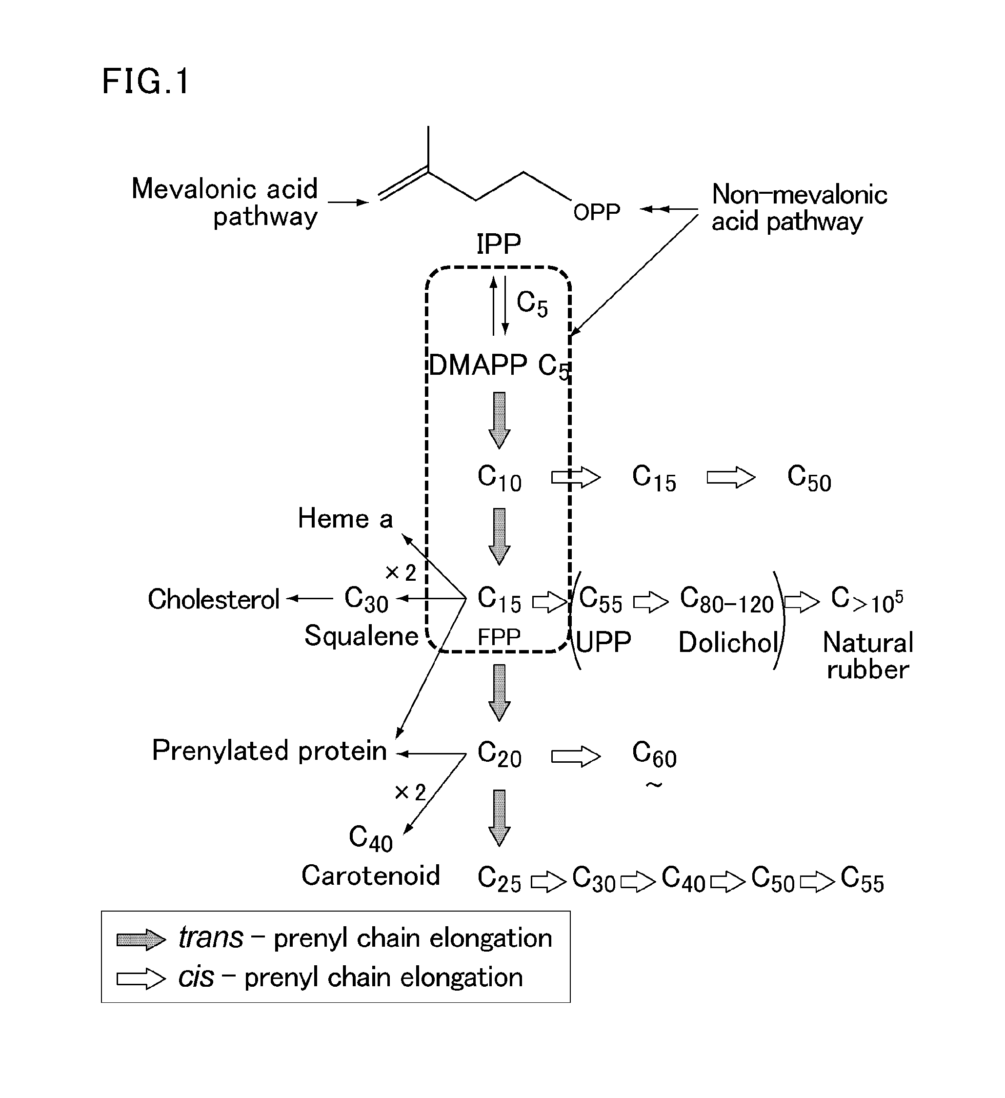 Vector comprising specific promoter and gene encoding specific protein, transgenic plant into which the vector has been introduced, and method for improving polyisoprenoid production by introducing the vector into plant