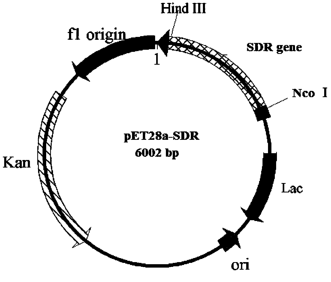 Leifsonia xyli HSO904-based short chain dehydrogenase, and encoding gene, carrier, engineering bacteria and application thereof