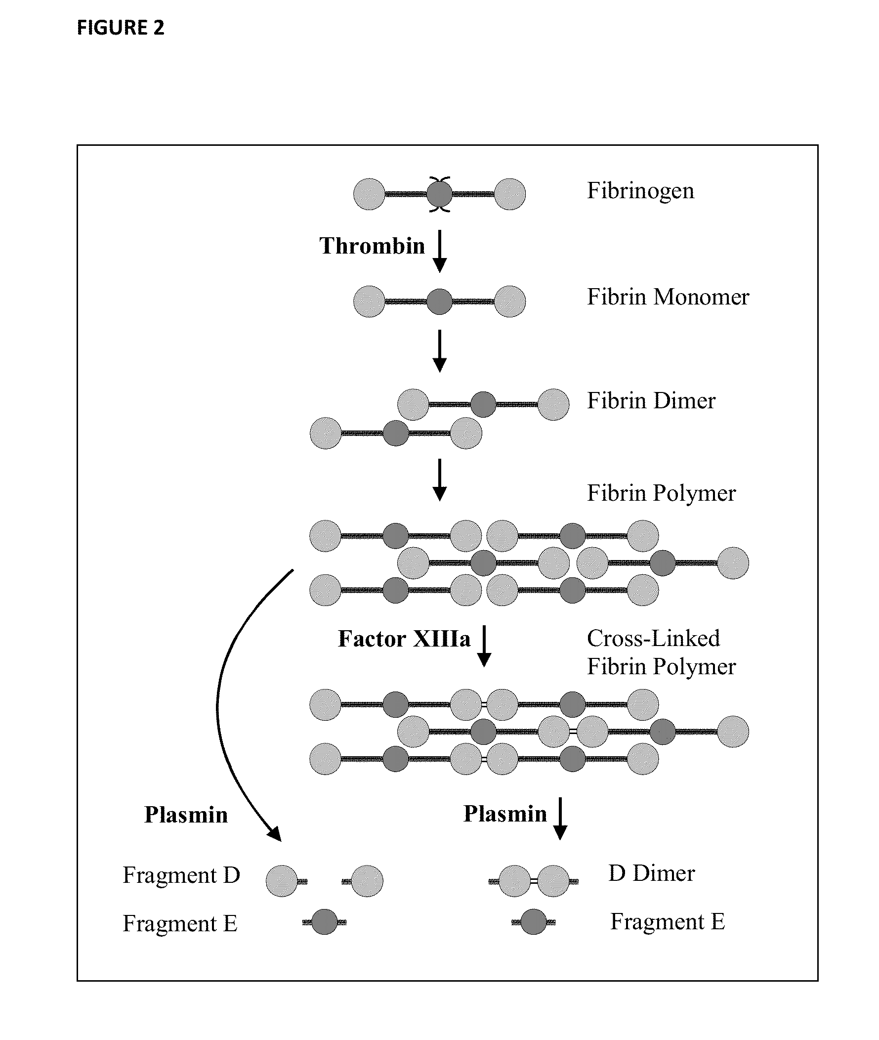 Fibrinogen Assay