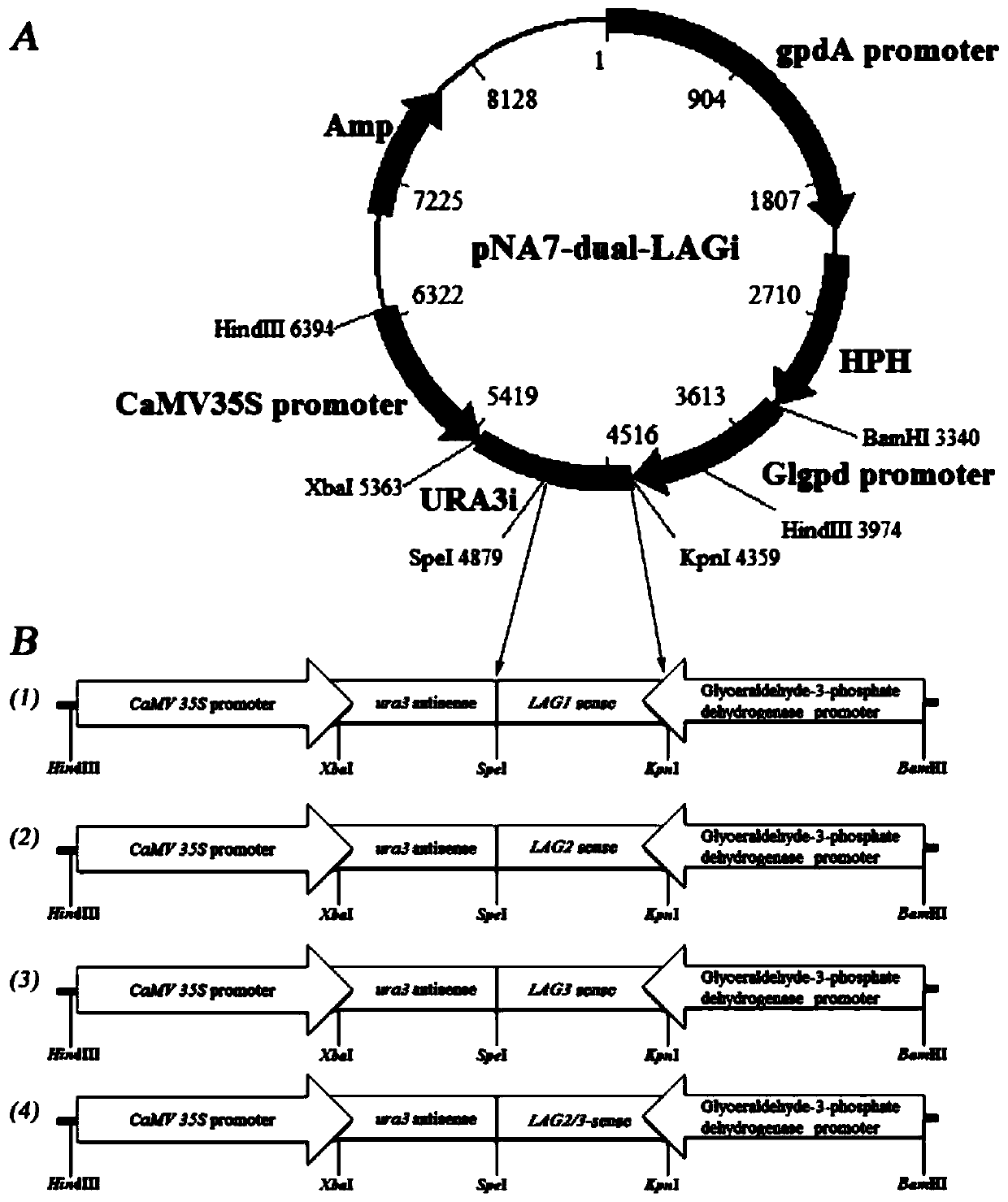 Application of ceramide synthase genes in regulating biosynthesis of ganoderma triterpenes