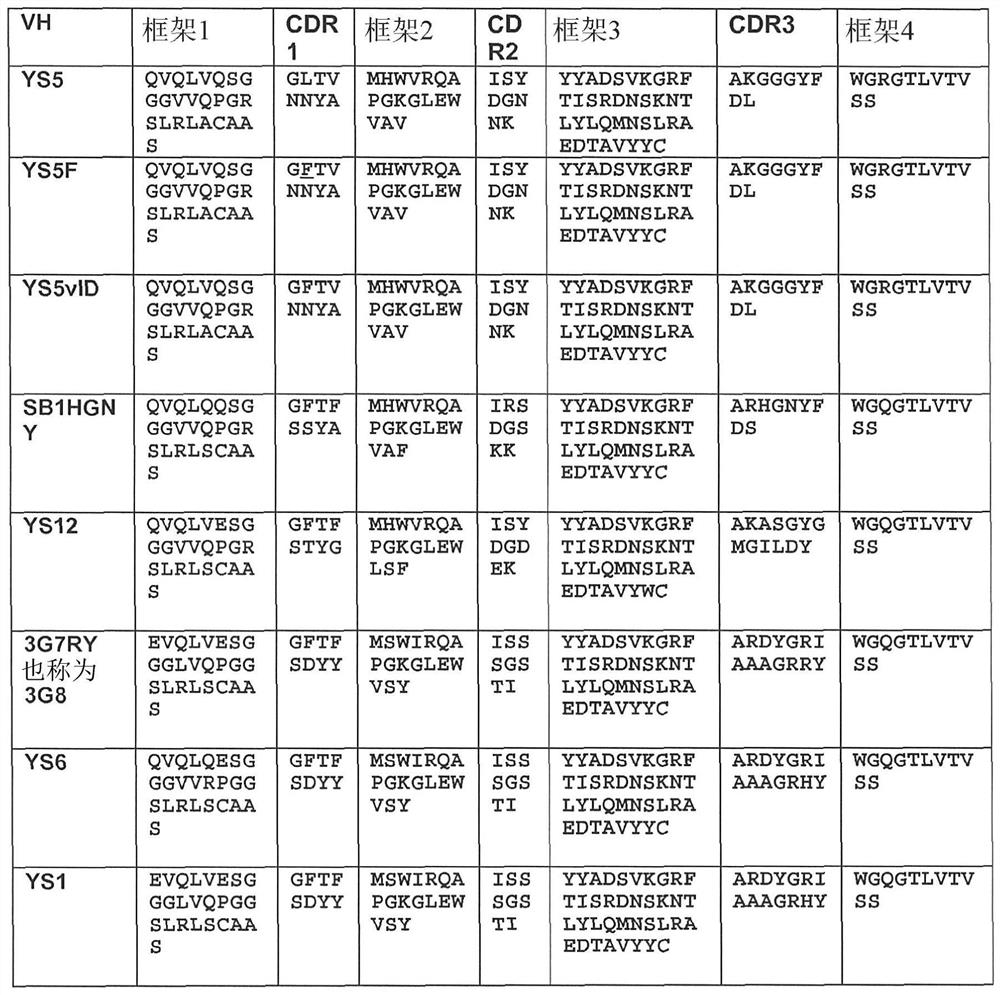 Macropinocytosis human anti-CD46 antibodies and targeted cancer therapies