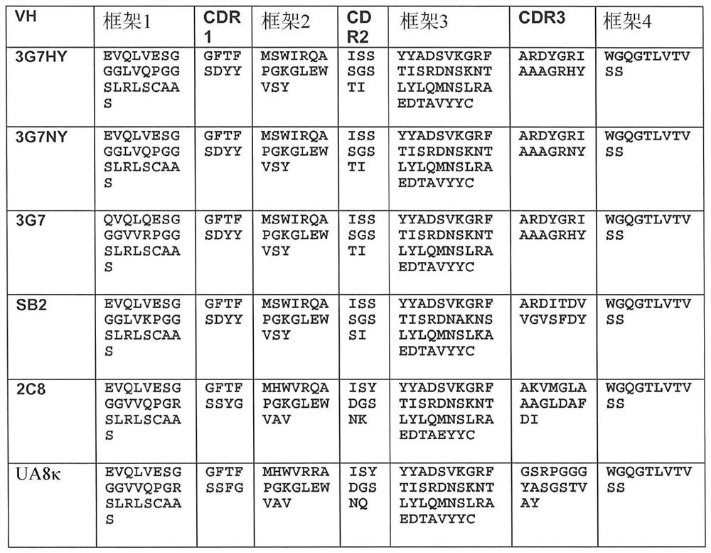 Macropinocytosis human anti-CD46 antibodies and targeted cancer therapies