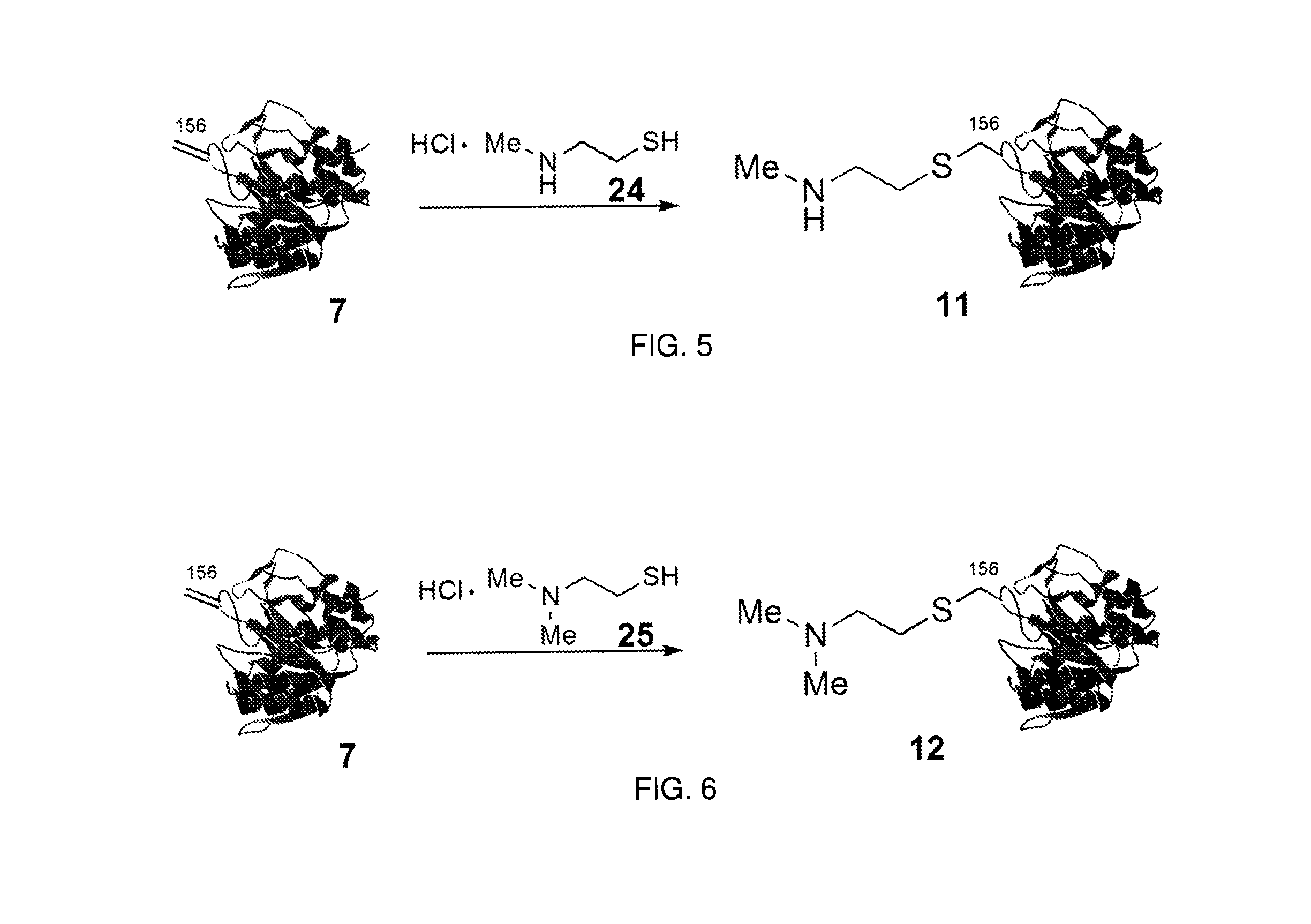 Chemical modification of proteins