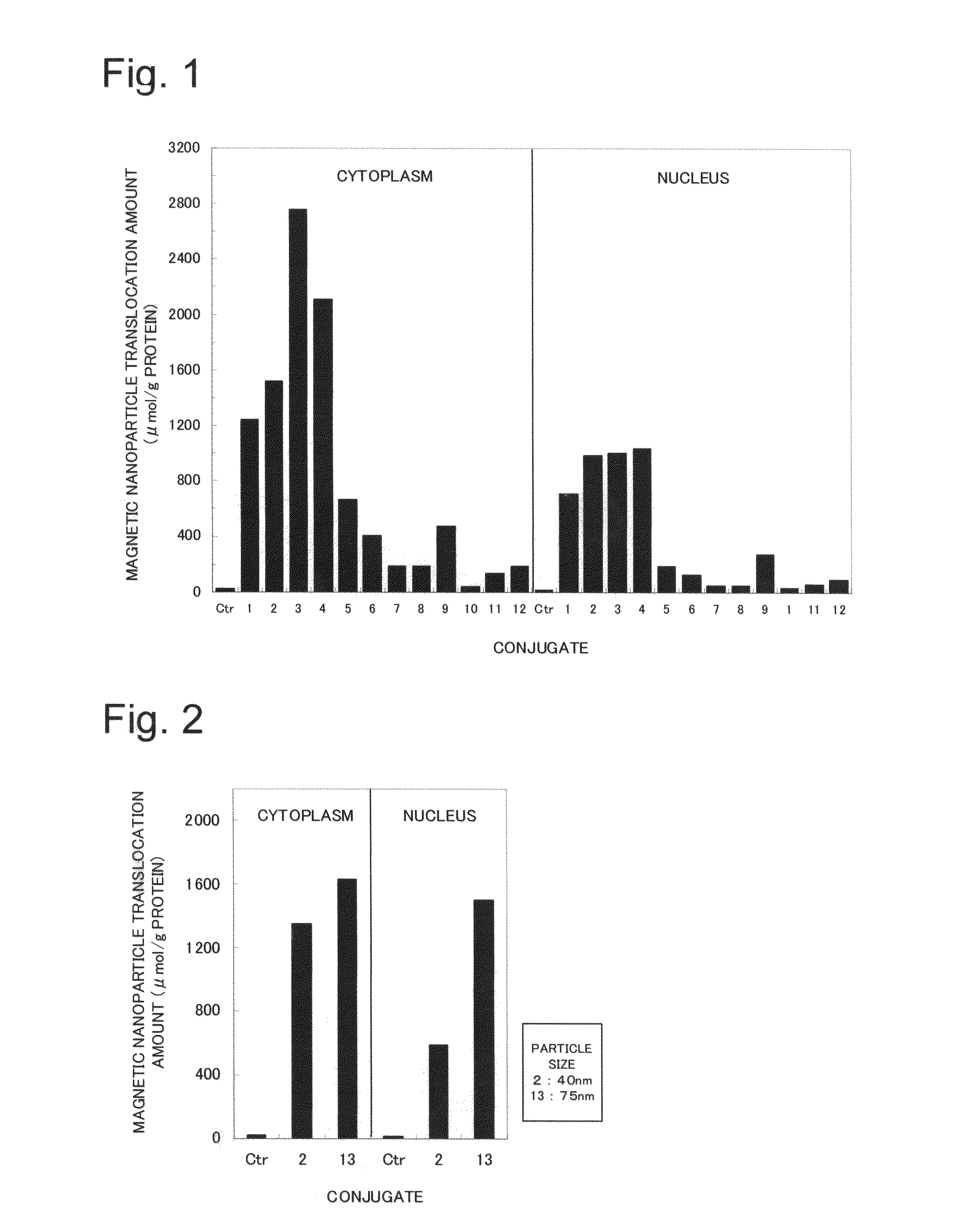 Nuclear translocation peptide