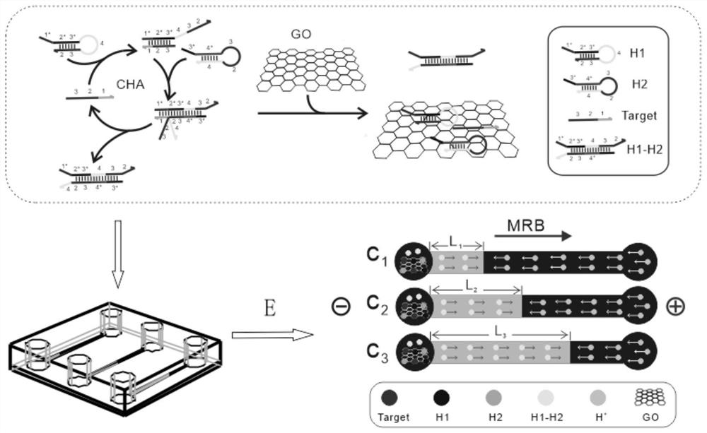 Moving reaction boundary-based nucleic acid detection method for nucleic acid amplification-chip electrophoresis titration sensing