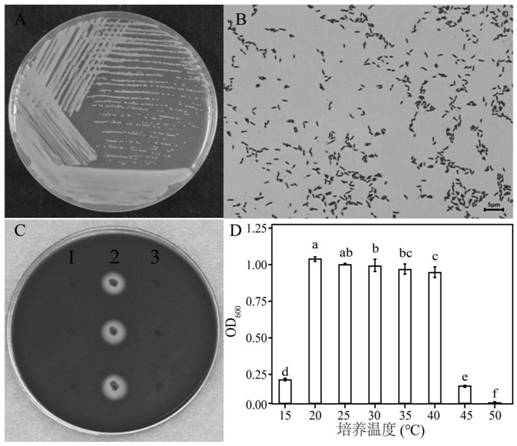 Fluoroquinolone antibiotic degrading bacterium and application thereof in compost